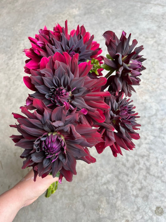 RC- Dahlia 'Hollyhill Black Beauty'  (4 pack)