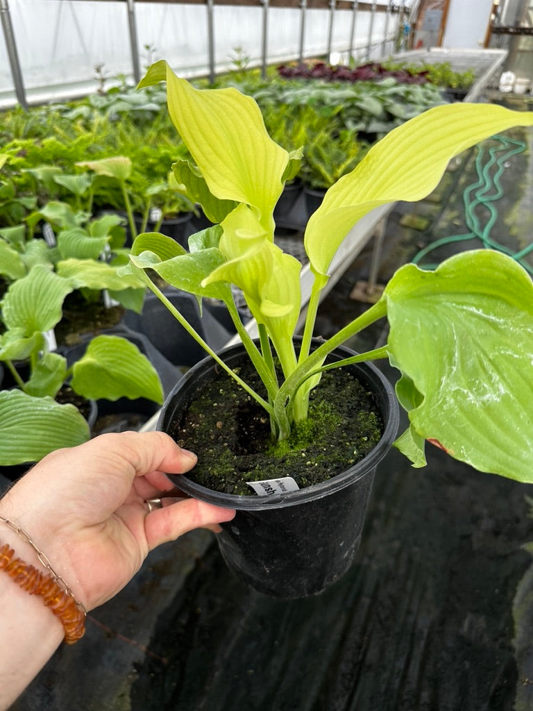 Hosta 'Sunshine Ripples 3 Plants