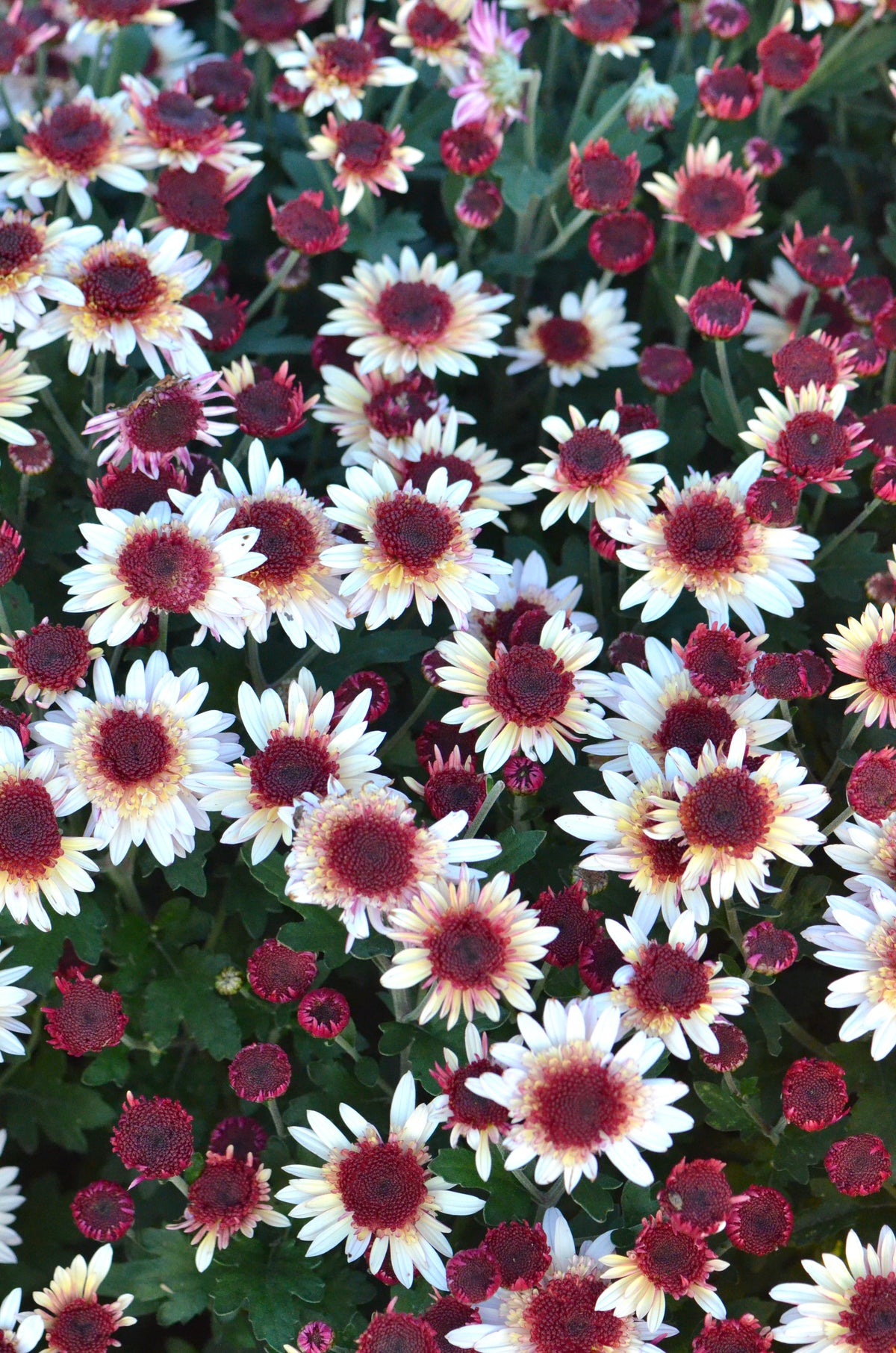 RC- Chrysanthemum 'Suntaste Nutmeg' (4 pack)