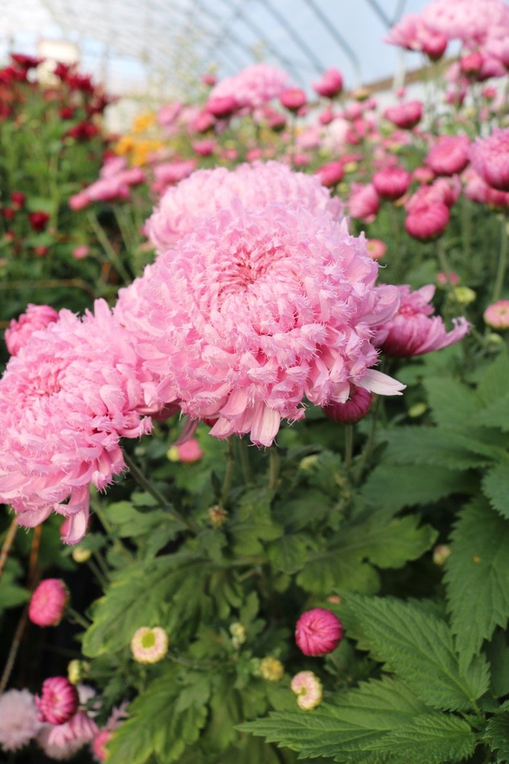 RC- Heirloom Chrysanthemum 'Gertrude'