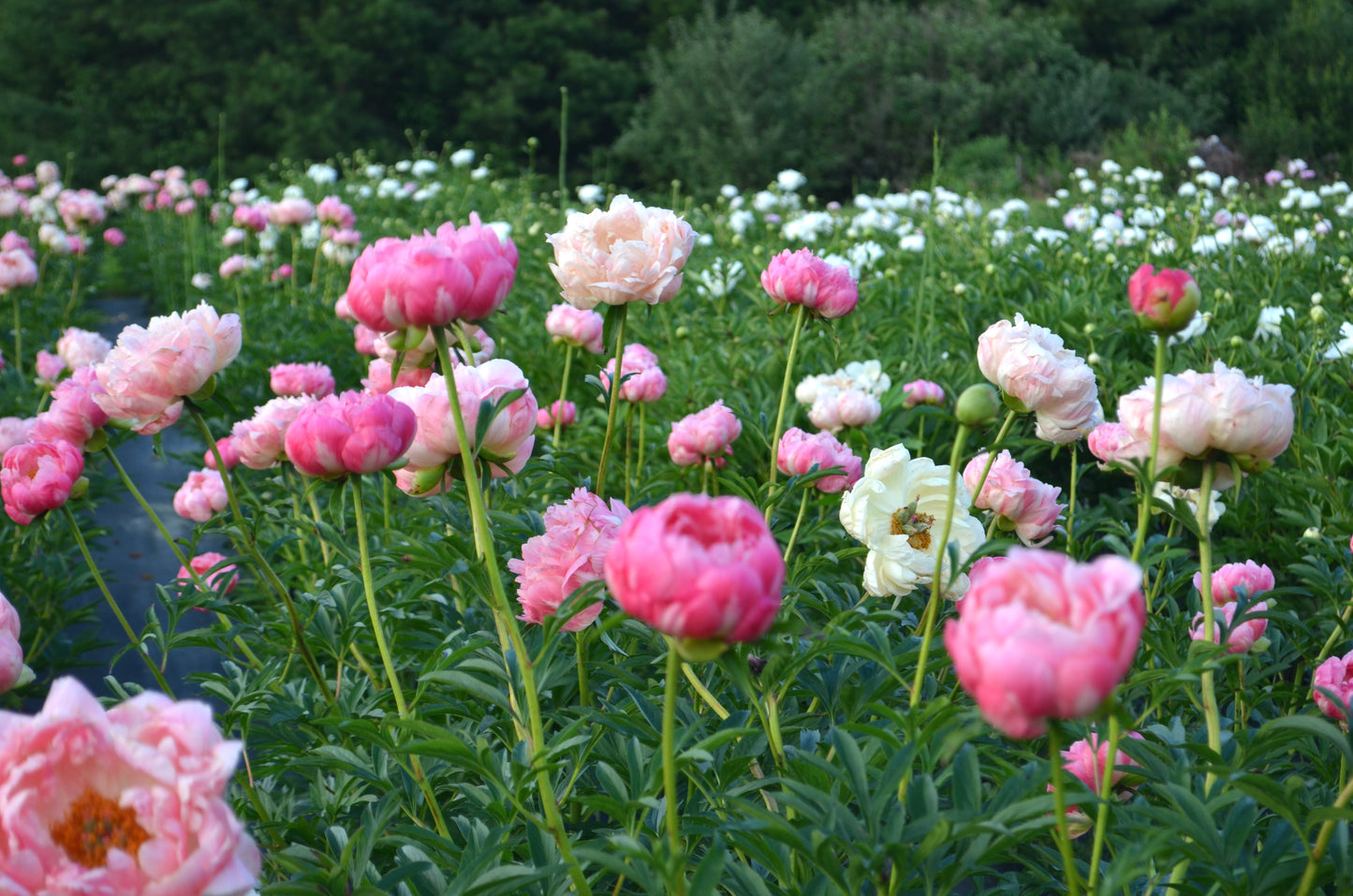 Peony Bare Root - 'Coral Sunset'