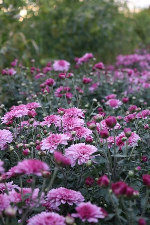 RC- Heirloom Chrysanthemum 'Lav Love'