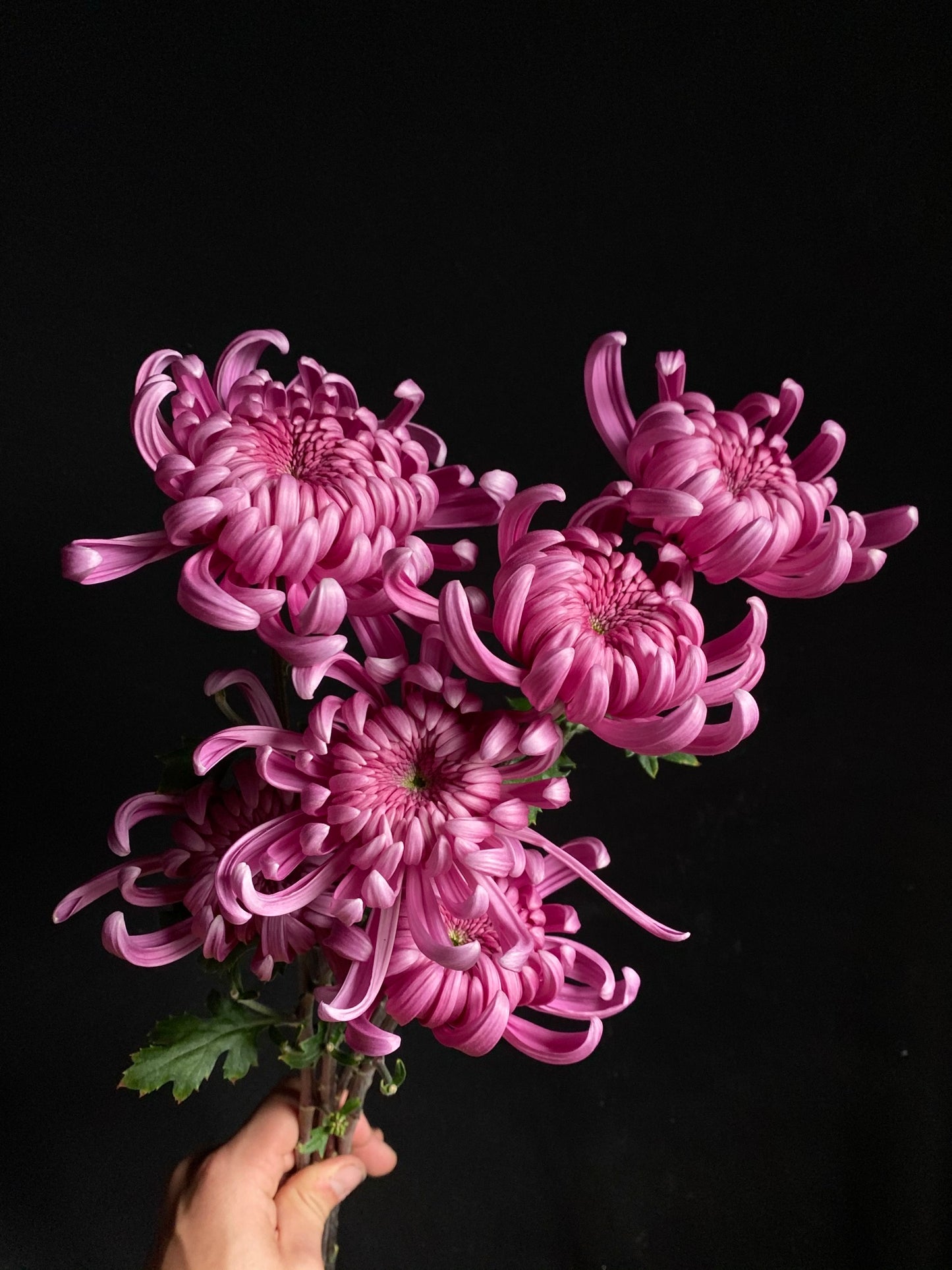 RC- Chrysanthemum 'Jefferson Park' (4 pack)