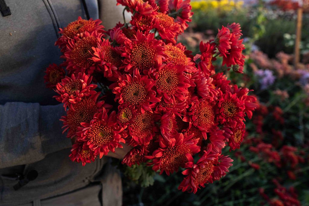 RC- Heirloom Chrysanthemum 'Seatons Ruby'