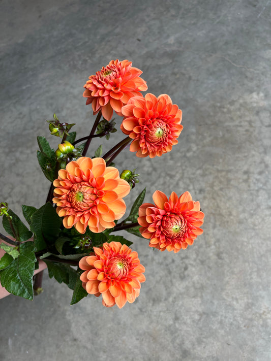 RC- Dahlia 'Sylvia'  (4 pack)