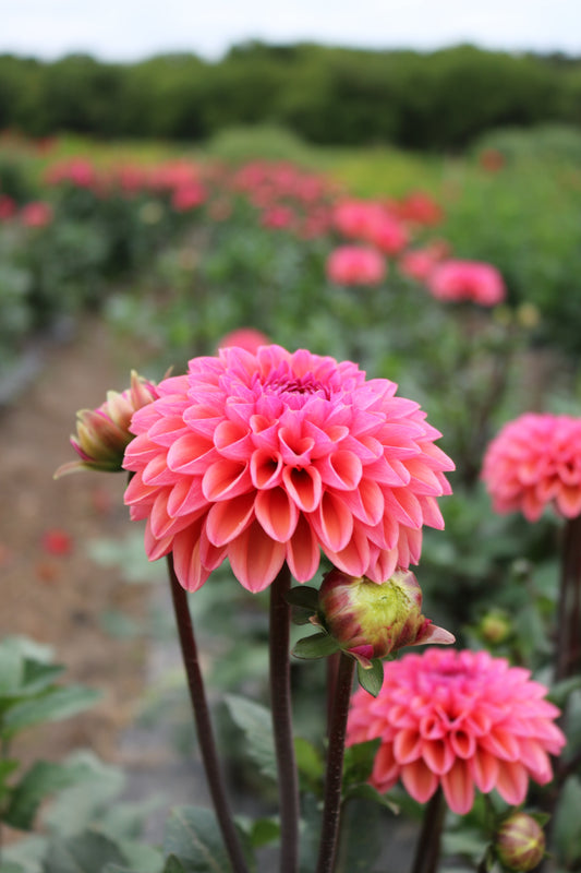 RC- Dahlia 'Daisy Duke'