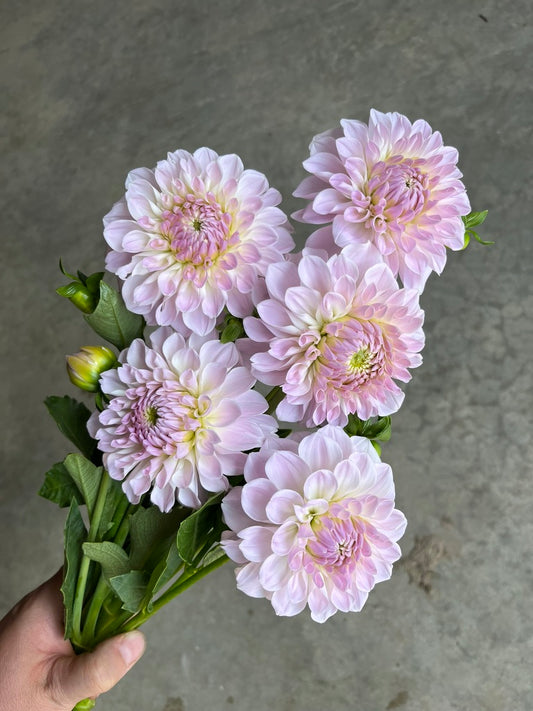 RC- Dahlia 'Lakeview Premier' (4 pack)