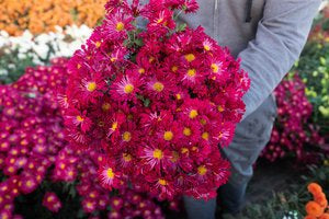 RC- Heirloom Chrysanthemum 'Maryl'