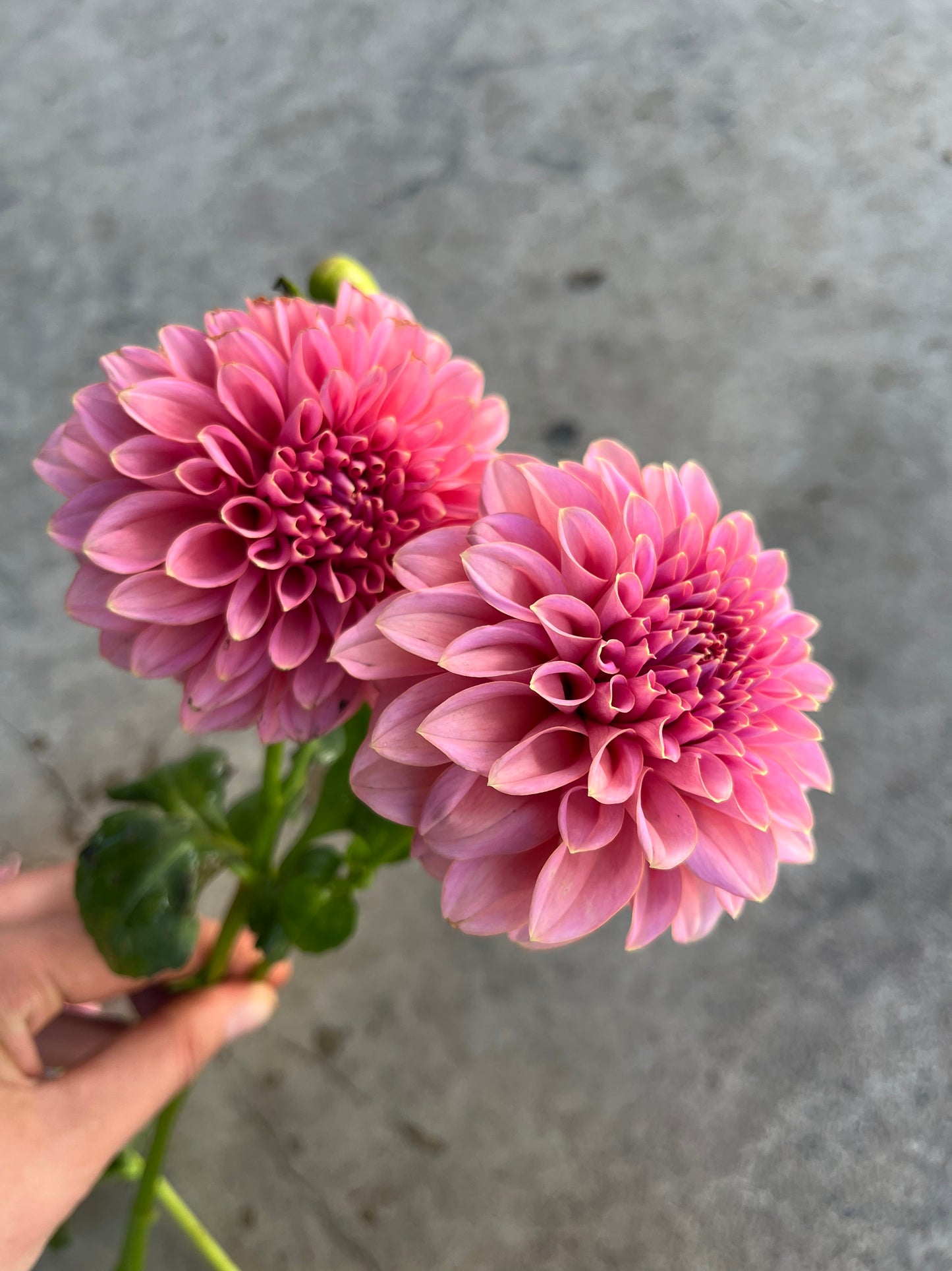 RC- Dahlia 'Lee's Mauva Guava' (1 plant)