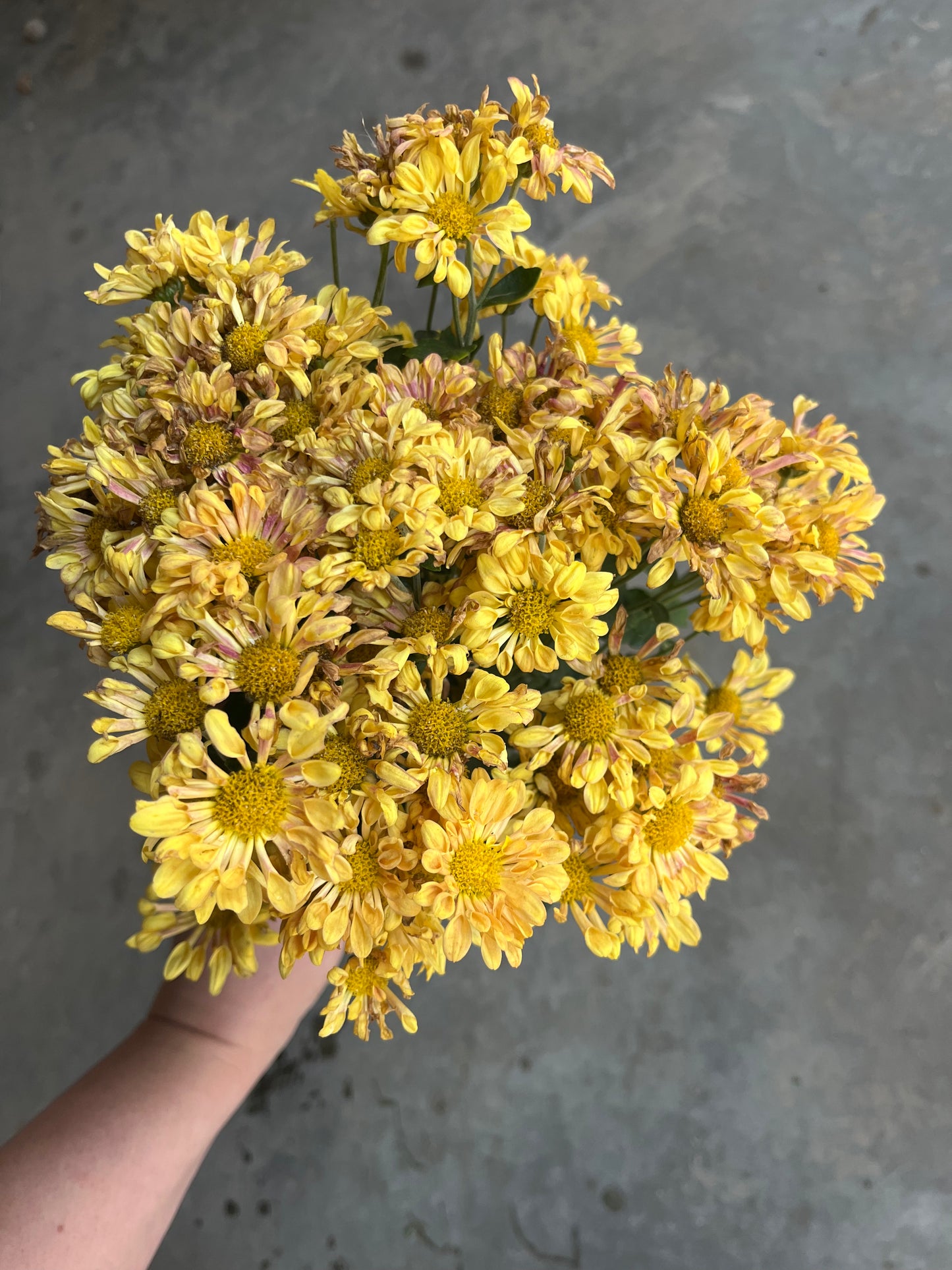 RC- Chrysanthemum 'Starlet' (4 pack)