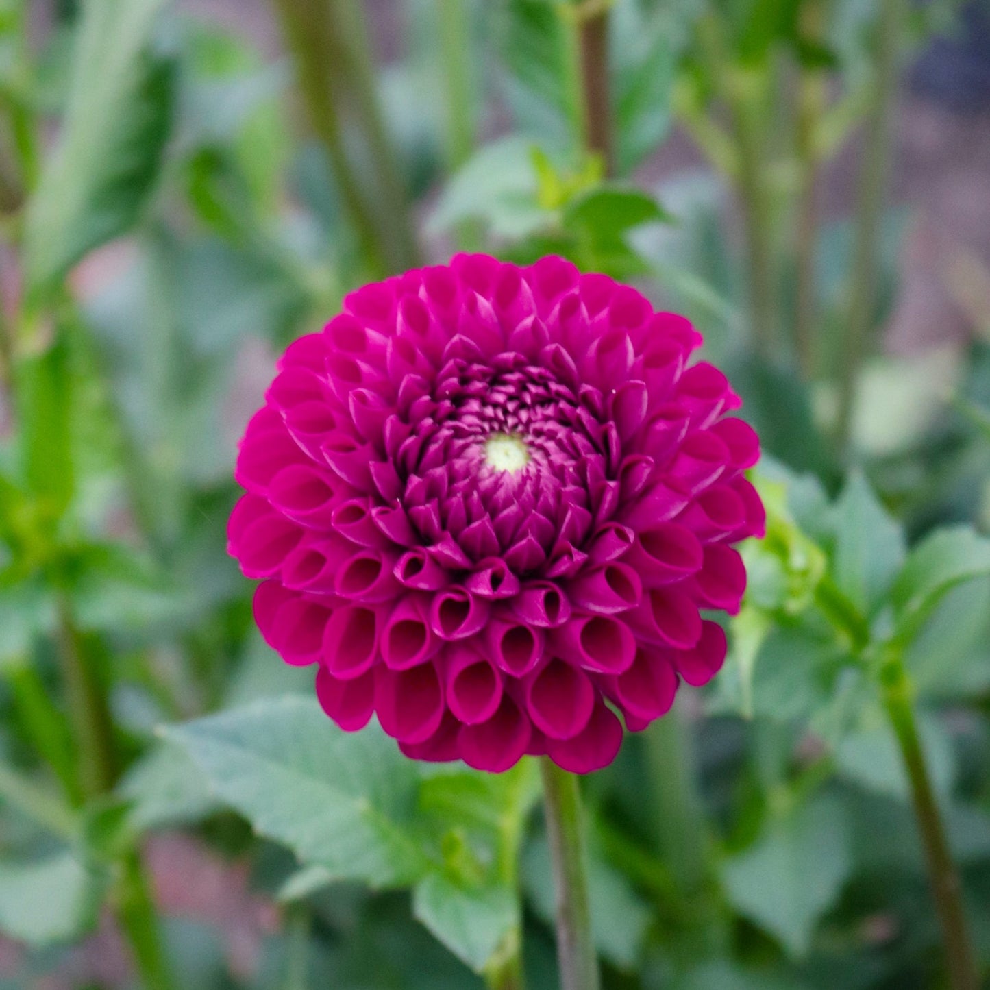 Dahlia Tuber 'Ivanetti'