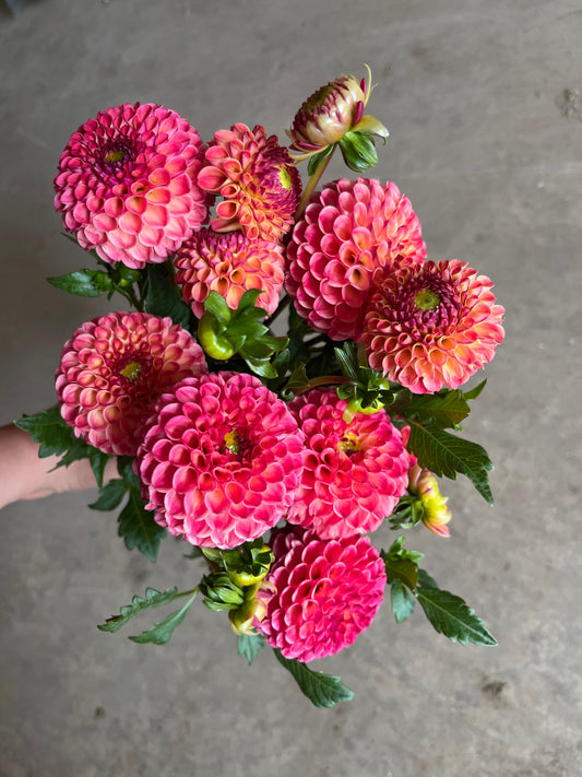 RC- Dahlia 'Rosemary Dawn' (4 pack)