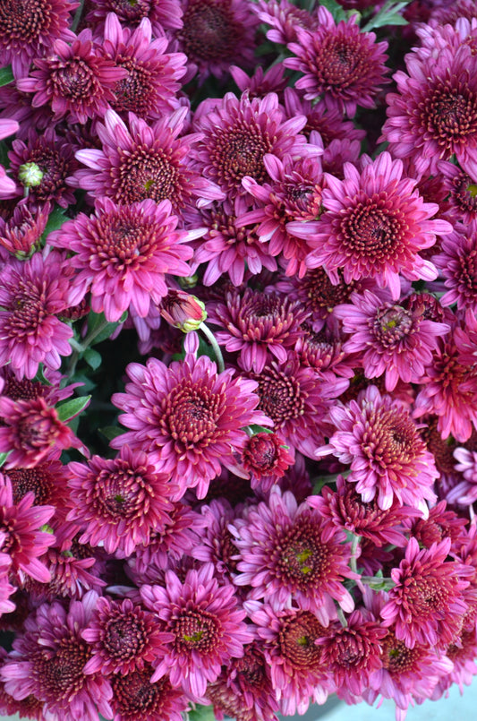 RC- Chrysanthemum 'Cranberry Wine' (4 pack)