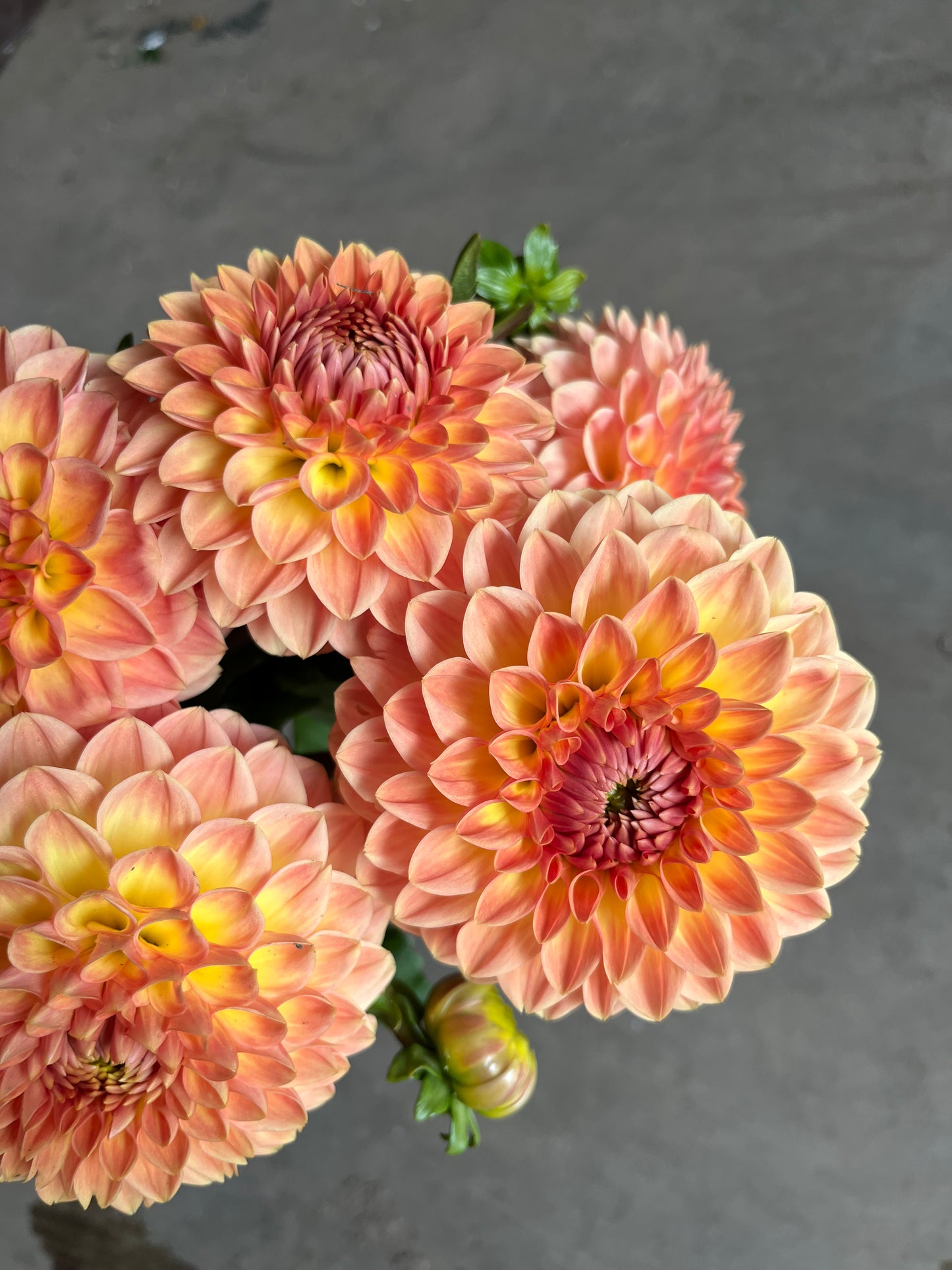 RC- Dahlia 'Blyton Softer Gleam'  (4 pack)