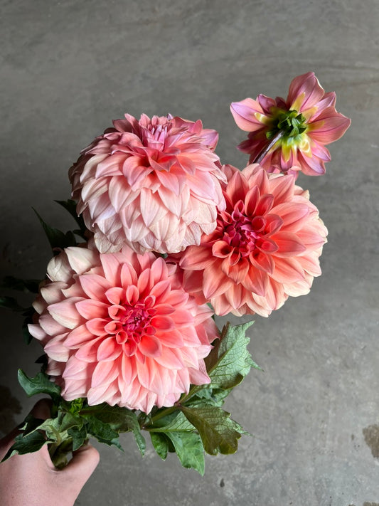 RC- Dahlia 'Hillside Dusk' (1 plant)