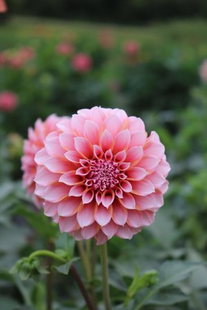 RC- Dahlia 'Peaches N Cream'