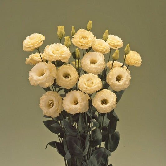 Lisianthus Arena Gold (4 pack)
