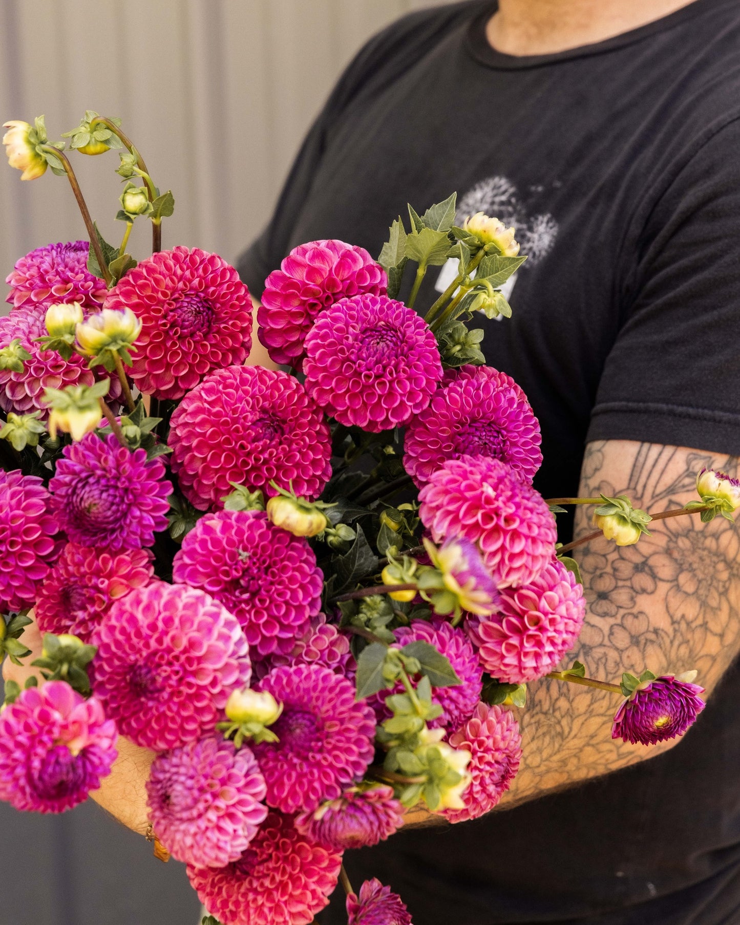 Dahlia Tuber 'Caitlyns Joy'