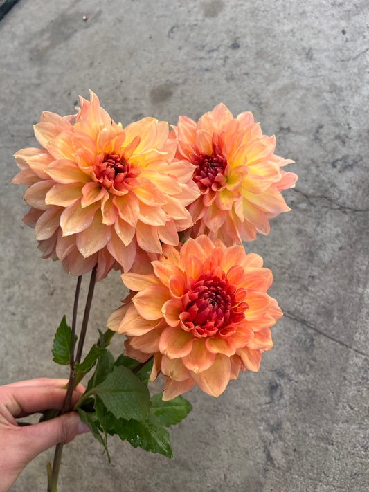 RC- Dahlia 'Sunny Cove' (1 plant)