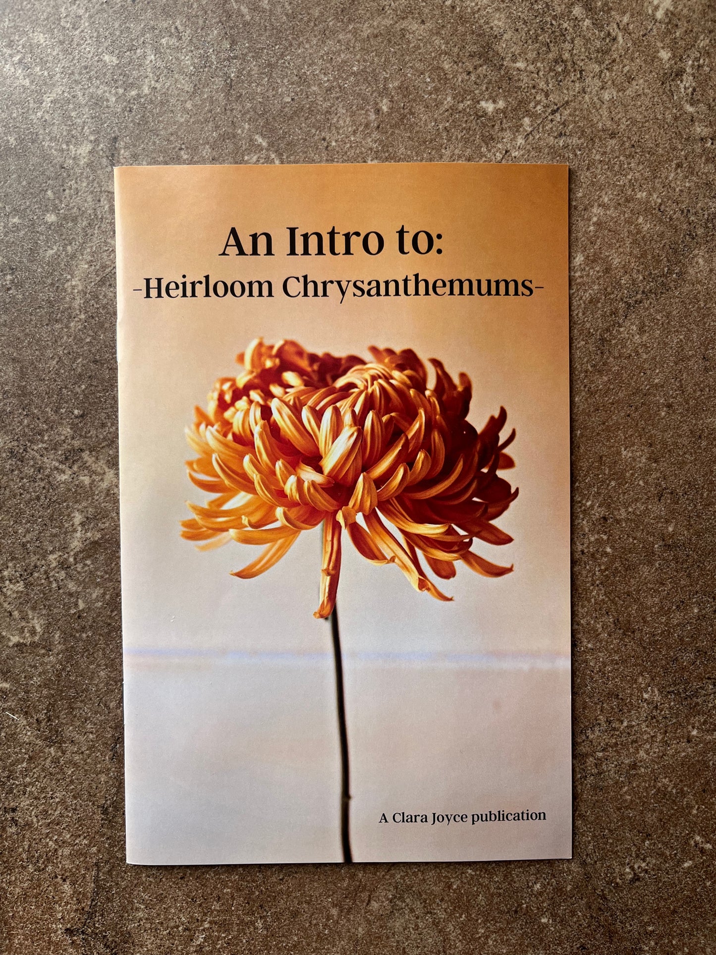 An Intro to: Heirloom Chrysanthemums