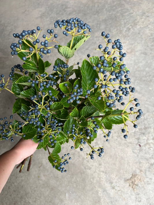 Quart - Viburnum dentatum 'Chicago Lustre'
