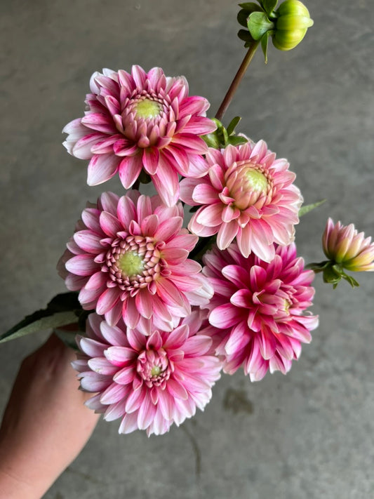 URC 'Strawberry Cream' Dahlia 10 Cuttings