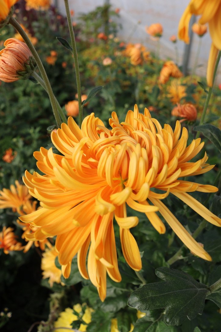 RC- Heirloom Chrysanthemum 'Pumpkin Eyes'