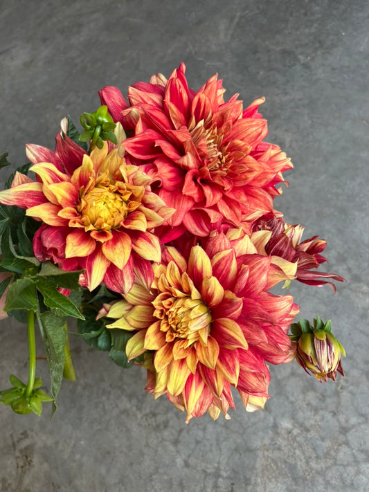 RC- Dahlia 'Dazzling Sun'  (4 pack)