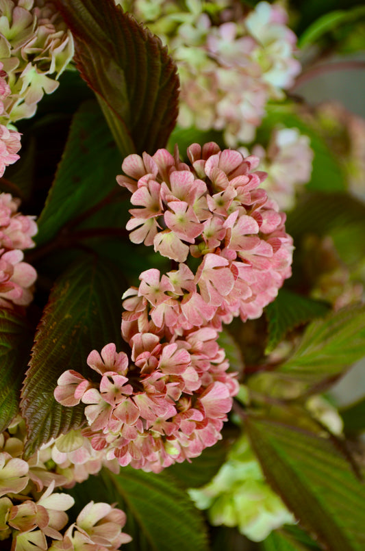 Bare Root - Viburnum plicatum 'Kern's Pink' (10 ct)