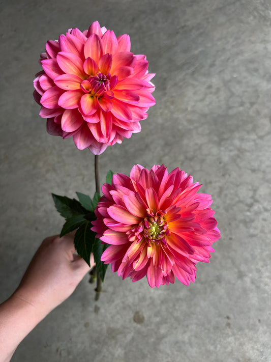 RC- Dahlia 'The Voice'  (4 pack)