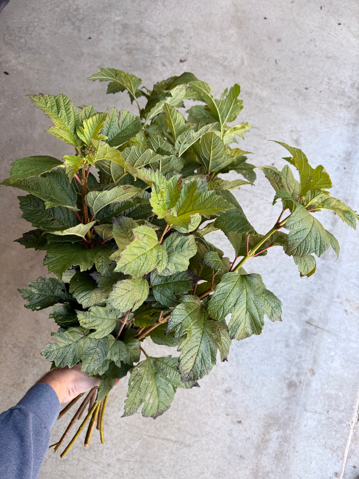 Bare Root - Viburnum Maple Leaf (10 ct)
