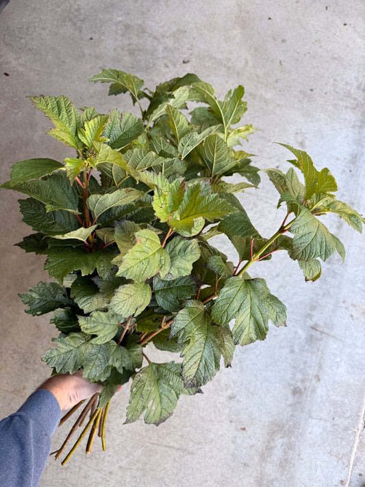 Bare Root - Viburnum Maple Leaf (10 ct)