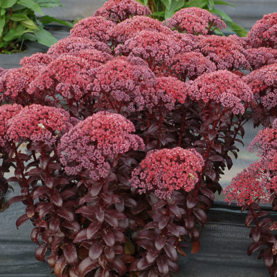 Sedum Dark Magic (4 pack)
