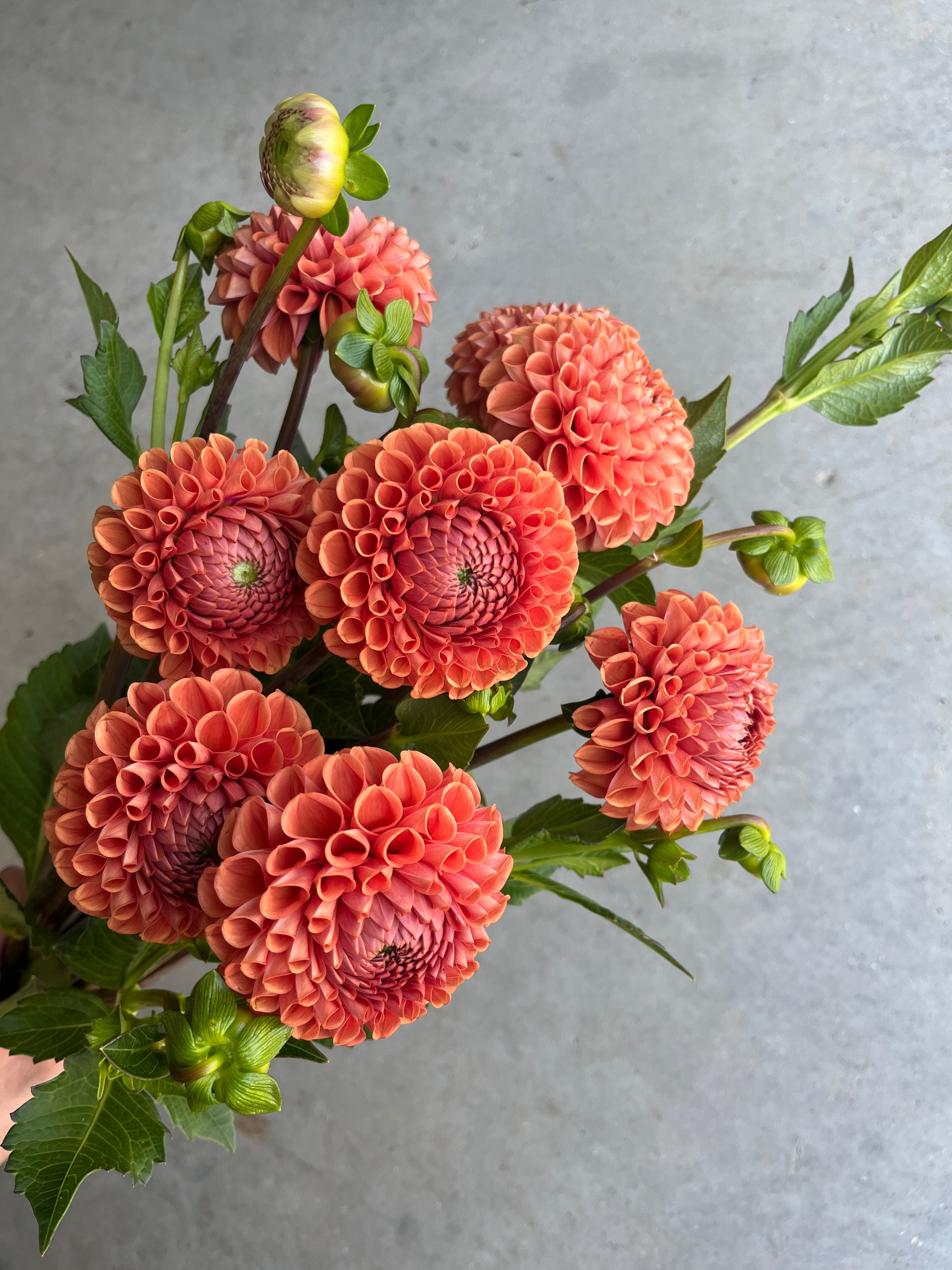 RC- Dahlia 'Cornel Bronze' (4 pack) – Clara Joyce Flowers