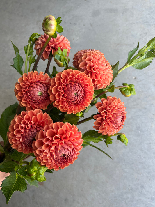 RC- Dahlia 'Cornel Bronze'  (4 pack)