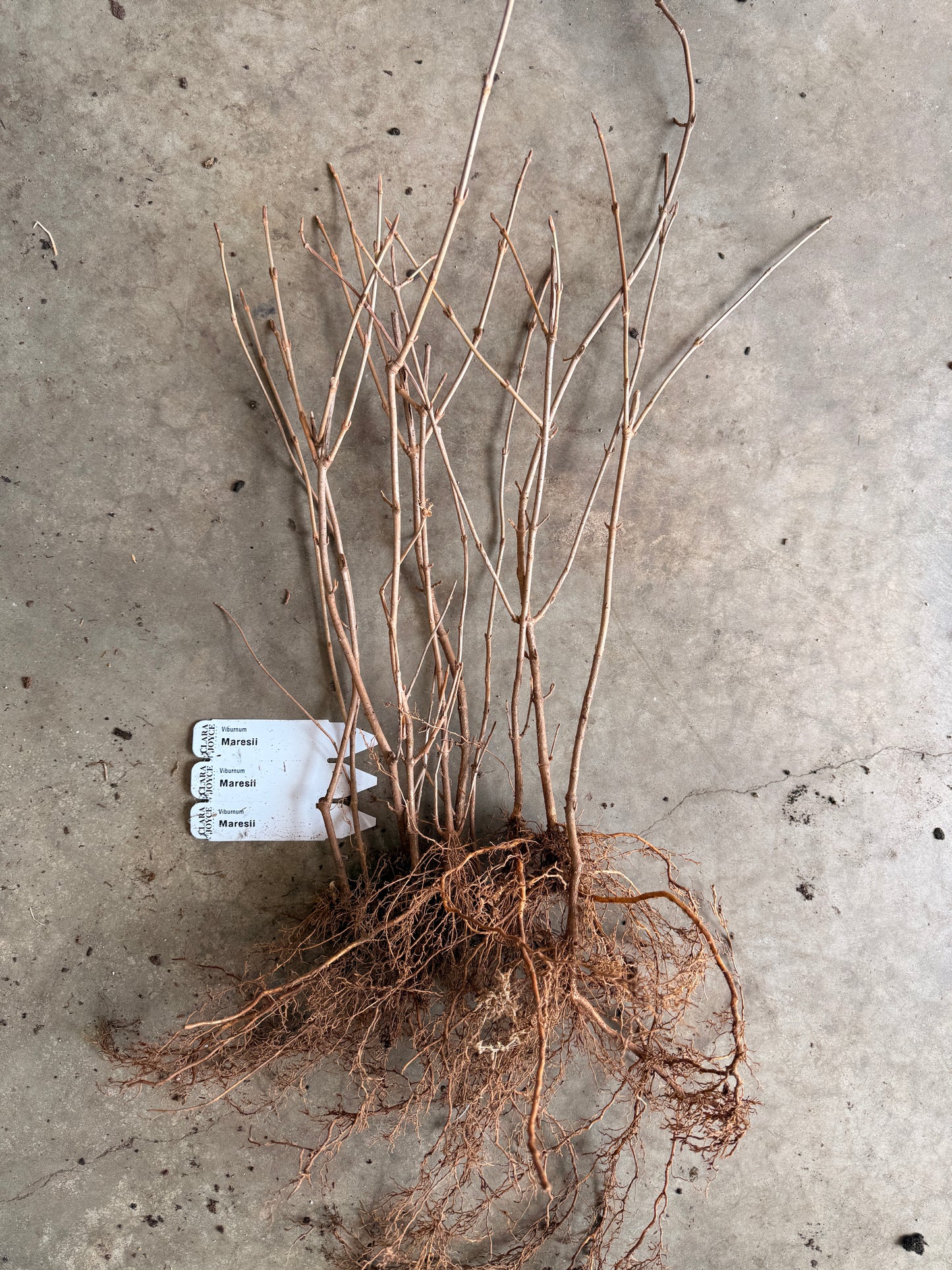 Bare Root Shrub - Viburnum 'Mariesii' (10 ct)