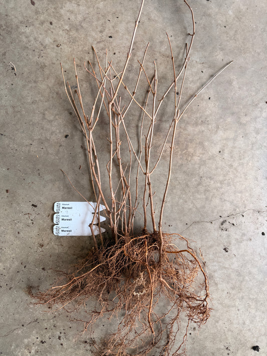 Bare Root Shrub - Viburnum 'Mariesii' (10 ct)