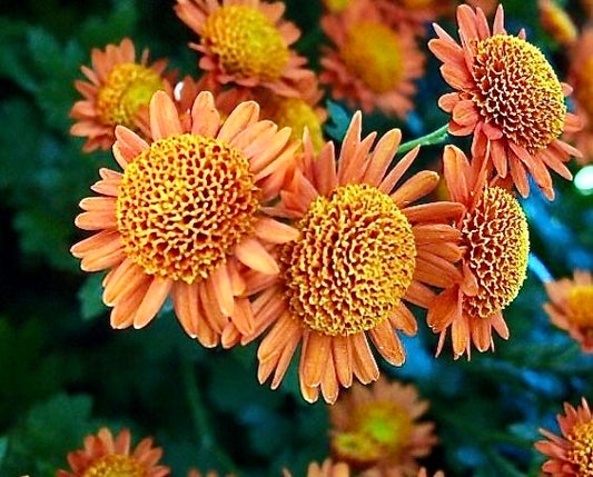 RC- Heirloom Chrysanthemum 'Pumpkin'