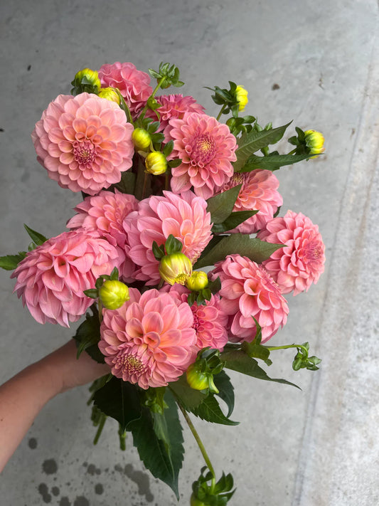 URC Bulk - Dahlia 'Rock Run Ashley' (50 ct)