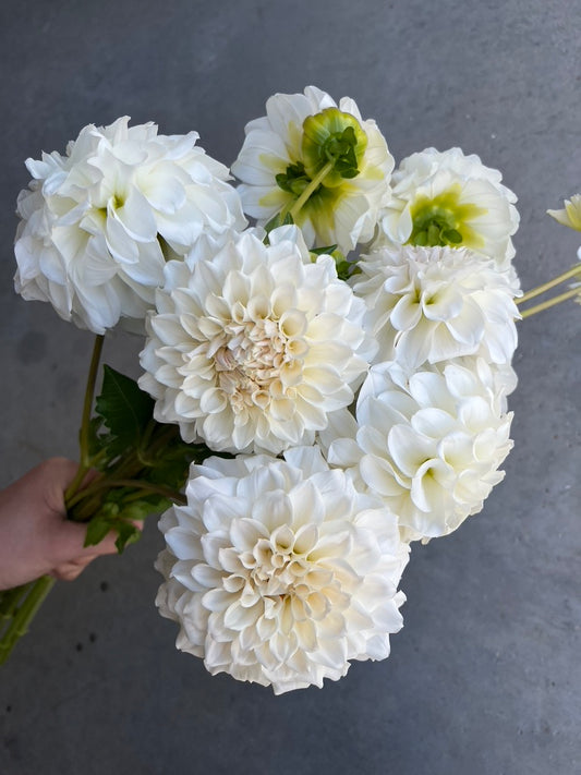 RC- Dahlia 'Irish Ruffles' (4 pack)