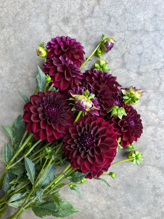 URC Bulk - Dahlia 'Gypsy Night' (50 ct)