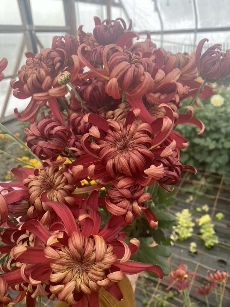 RC- Heirloom Chrysanthemum 'Crimson Tide'