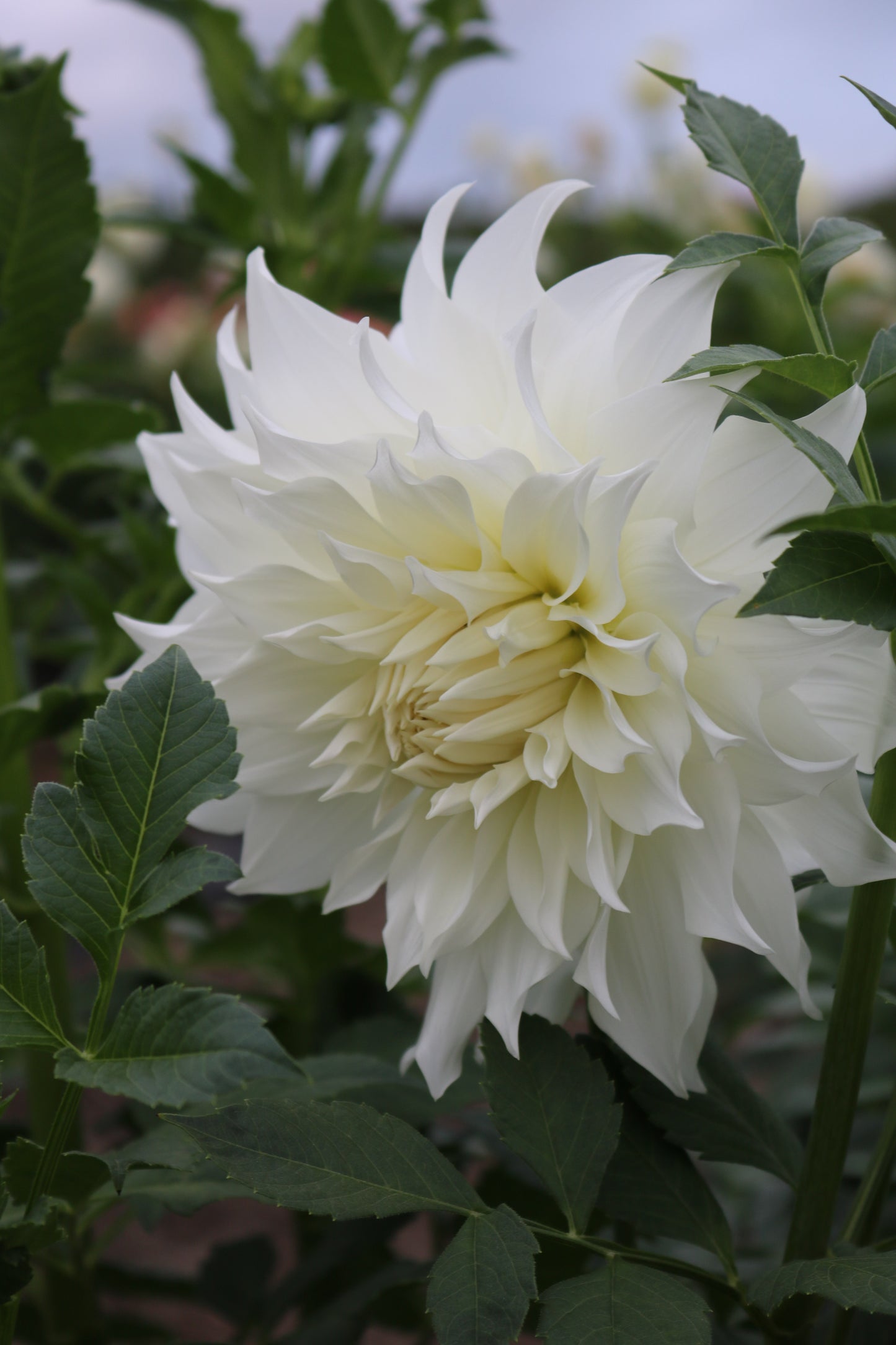 RC- Dahlia 'Snowbound'