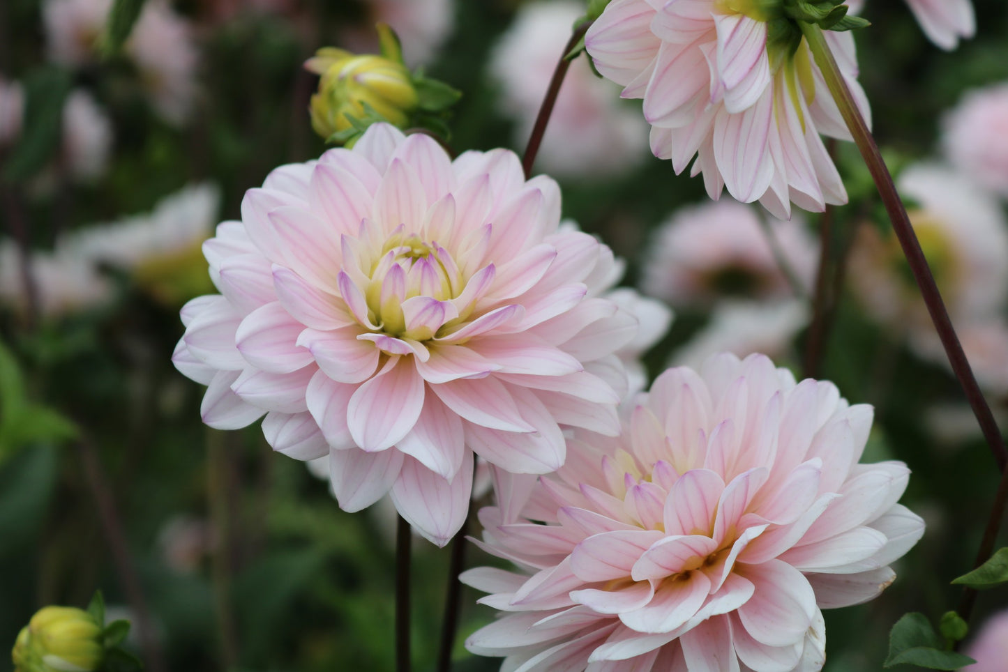 Dahlia Tuber 'Silver Years'