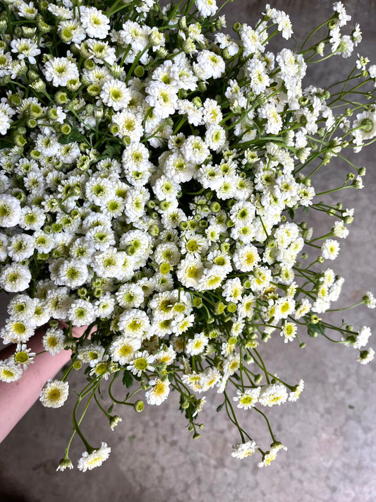 Feverfew 'Vegmo Snowball'