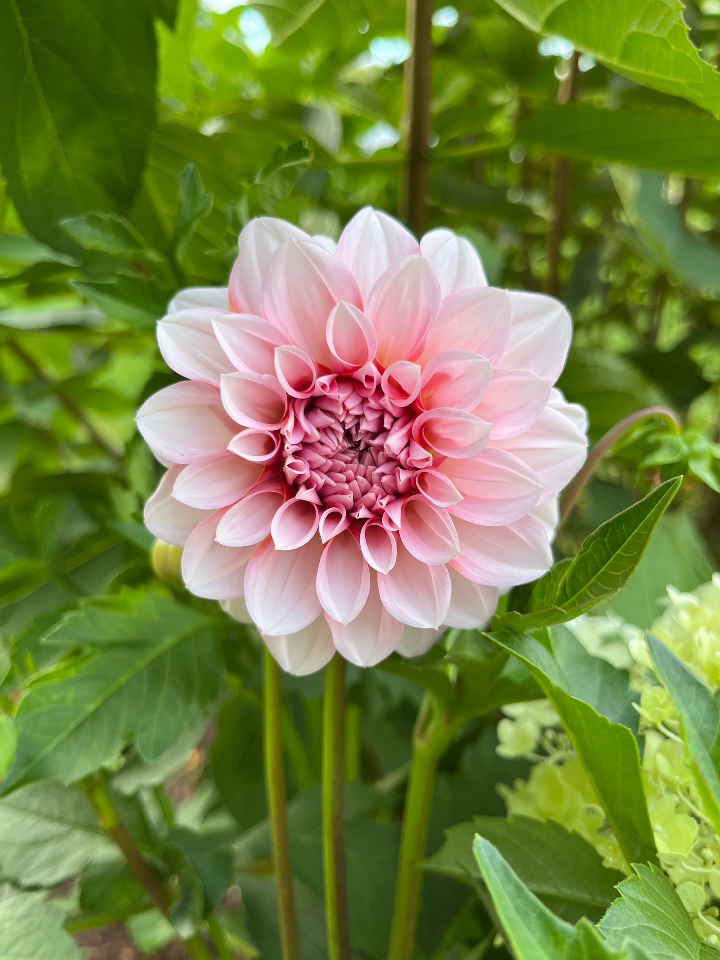 RC- Dahlia 'RM Baby Girl' (1 plant)