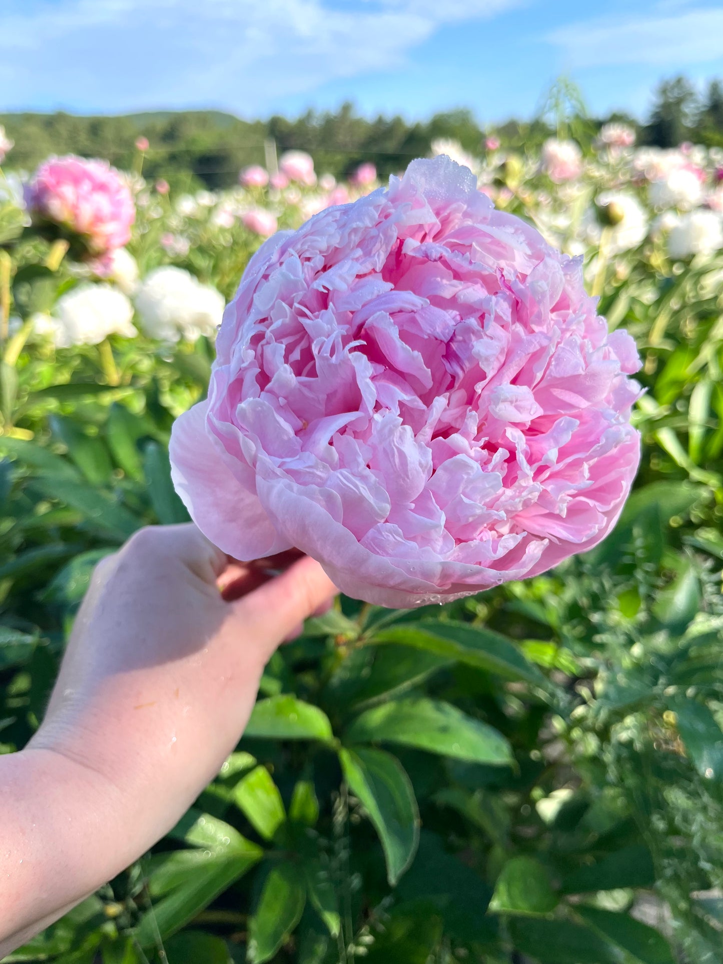 Peony Bare Root - 'Sarah Bernhardt'