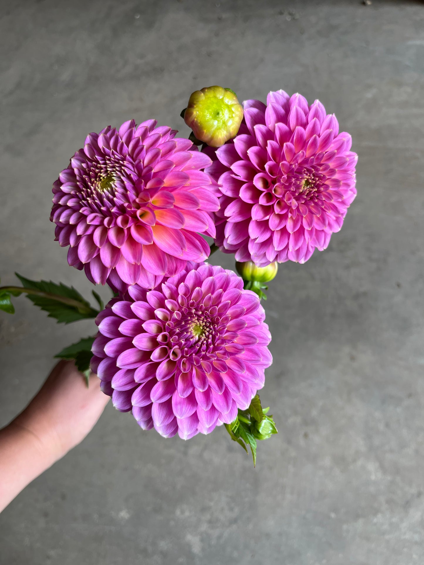 RC- Dahlia 'Skipley Spot of Gold'  (1 plant)