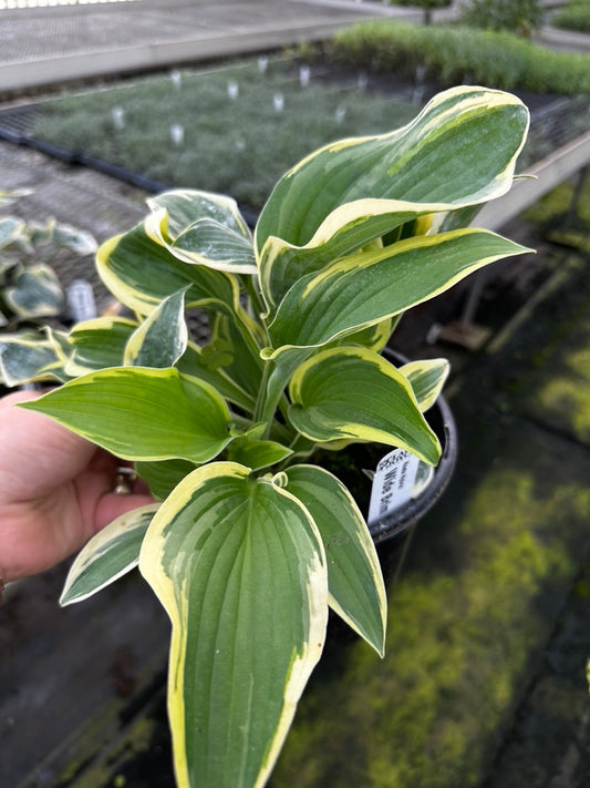 Hosta 'Wide Brim' 3 Plants