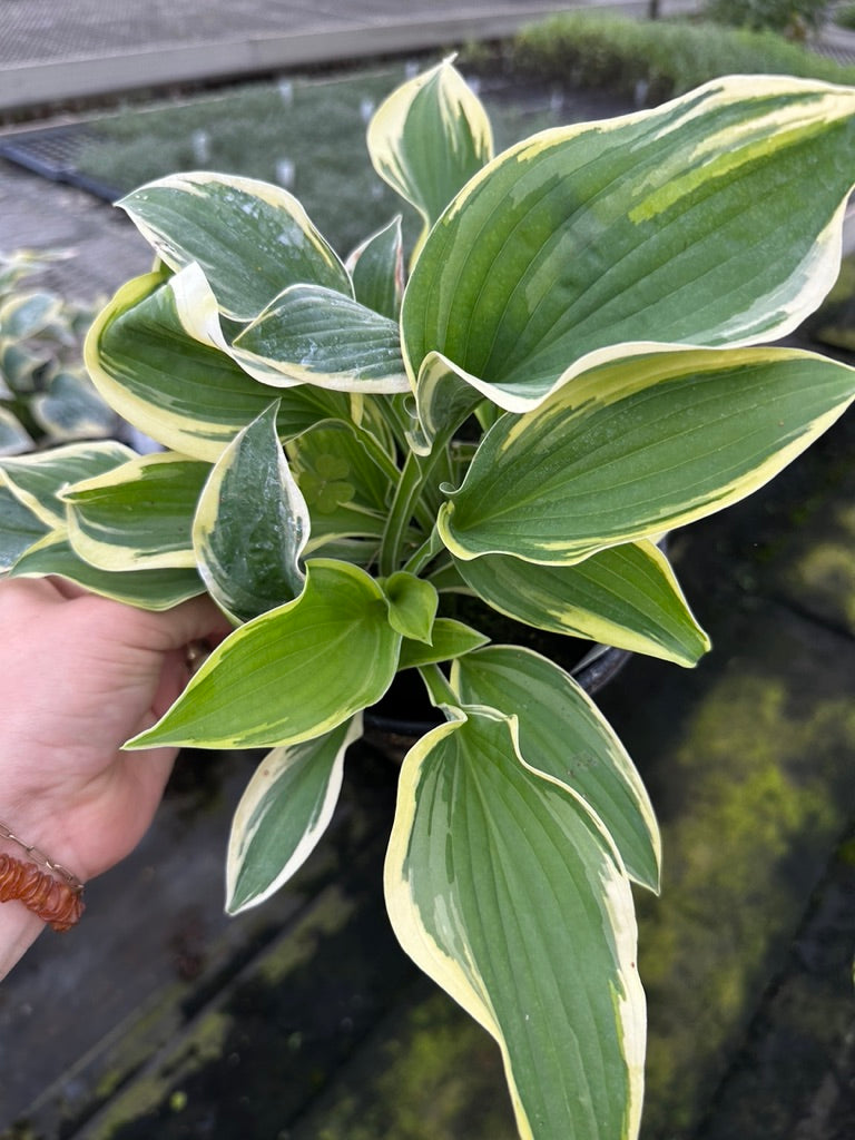 Hosta 'Wide Brim' 3 Plants